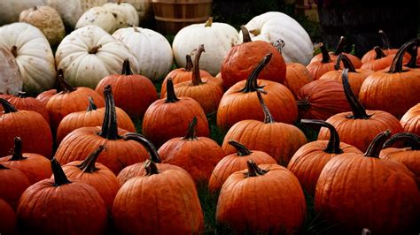 Free Pumpkin 720p HD Porn Videos .